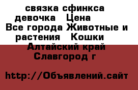 связка сфинкса. девочка › Цена ­ 500 - Все города Животные и растения » Кошки   . Алтайский край,Славгород г.